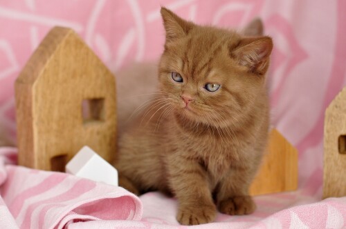Baby-Animal_1433.jpg