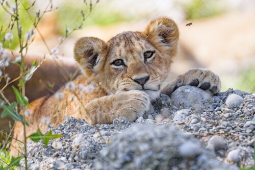 Baby-Animal_1440.jpg