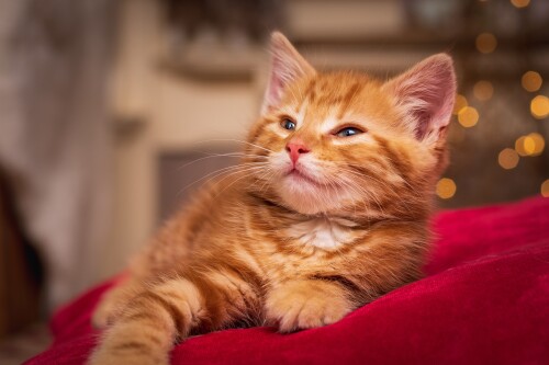 Baby-Animal_1448.jpg