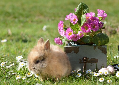 Baby-Animal_1456.jpg