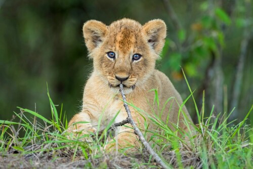 Baby-Animal_1463.jpg