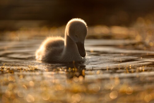 Baby-Animal_1466.jpg