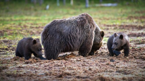 Baby-Animal_1467.jpg