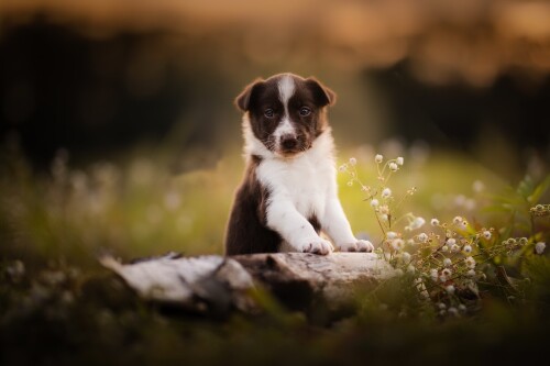Baby-Animal_1471.jpg