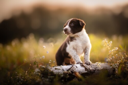 Baby-Animal_1472.jpg