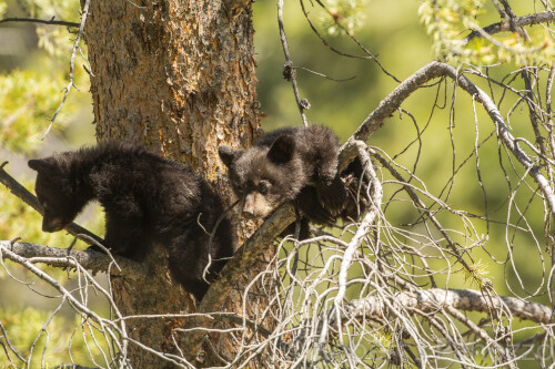 Baby-Animal_1476.jpg