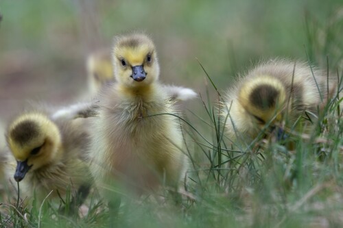 Baby-Animal_1488.jpg