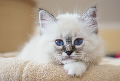 Baby-Animal_1502.jpg