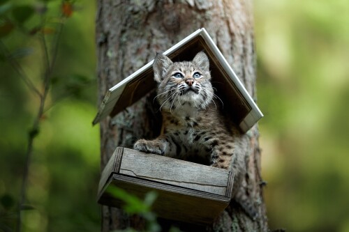 Baby-Animal_1509.jpg