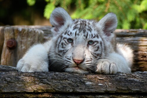 Baby-Animal_1537.jpg