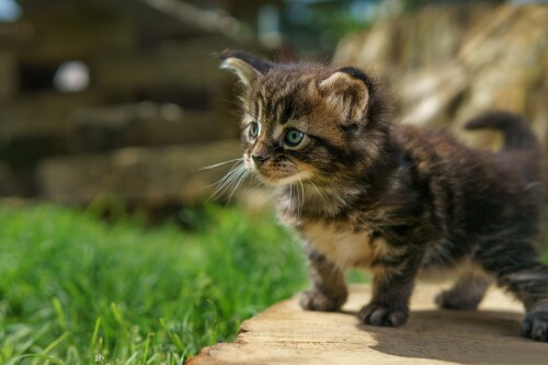 Baby-Animal_1543.jpg