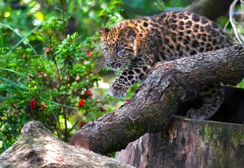 Baby-Animal_1548.jpg