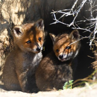 Baby-Animal_1579