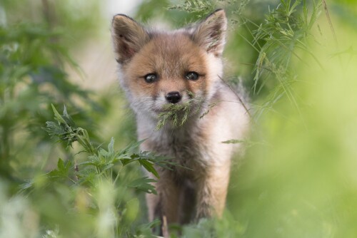 Baby-Animal_1583.jpg