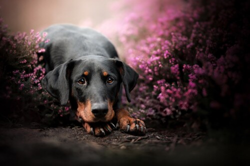 Baby-Animal_1585.jpg