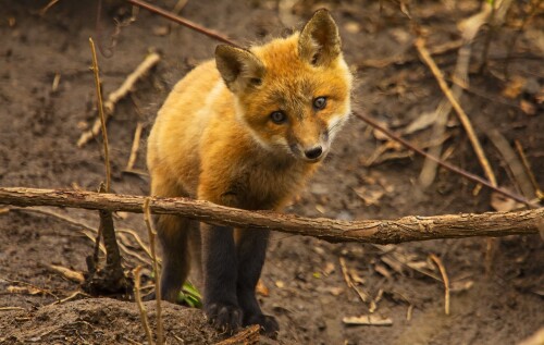 Baby-Animal_1587.jpg