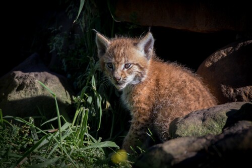 Baby-Animal_1597.jpg