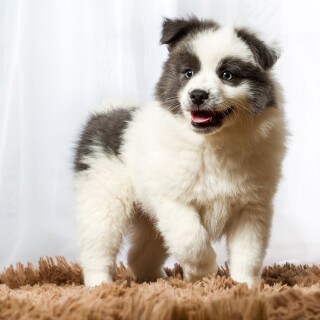 Baby-Animal_1599