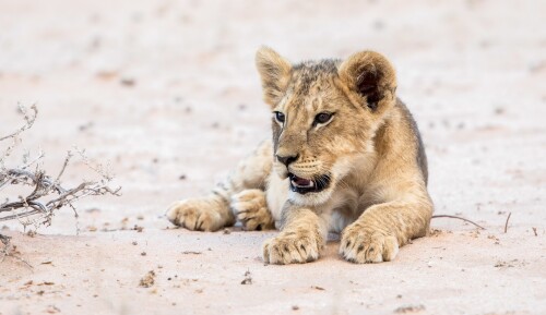 Baby-Animal_1603.jpg