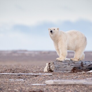 Baby-Animal_1616