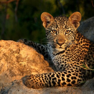 Baby-Animal_1619
