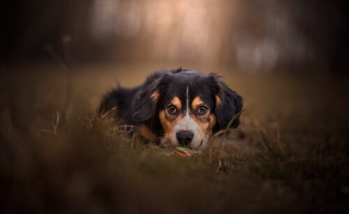 Baby-Animal_1656.jpg