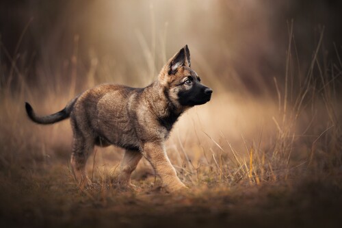 Baby-Animal_1667.jpg