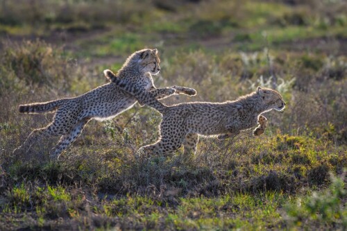 Baby-Animal_1676.jpg