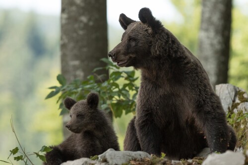 Baby-Animal_1679.jpg
