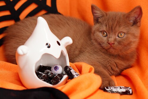 Baby-Animal_1682.jpg