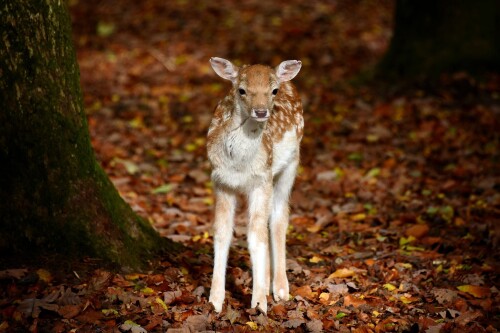 Baby-Animal_1684.jpg