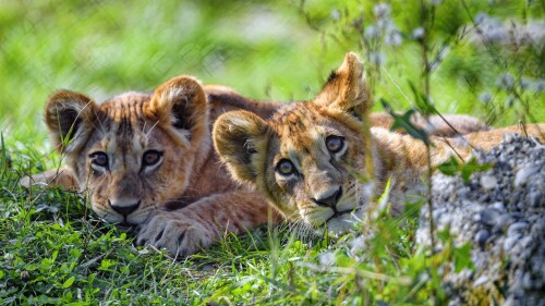 Baby-Animal_1688.jpg