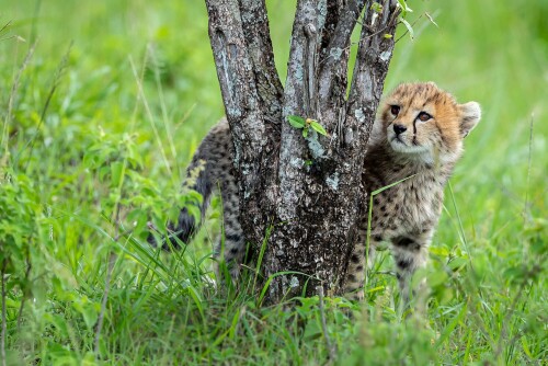 Baby-Animal_1697.jpg