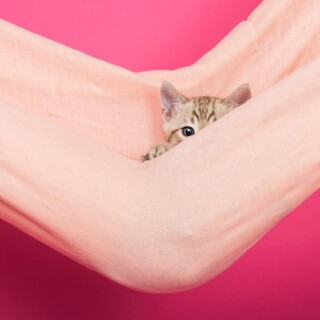 Baby-Animal_1700