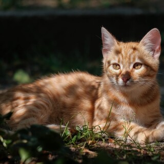 Baby-Animal_1701