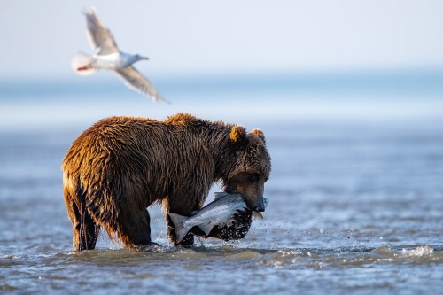 Baby-Animal_1703.jpg