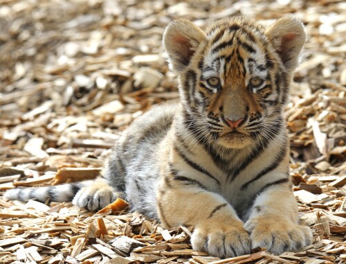 Baby-Animal_1730.jpg