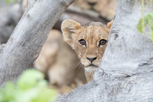 Baby-Animal_1732.jpg