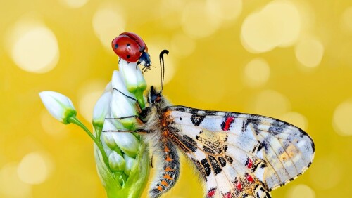 Butterfly_0746.jpg