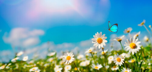 Butterfly_0935.jpg