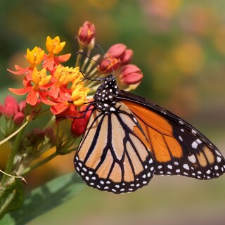 Butterfly_1597