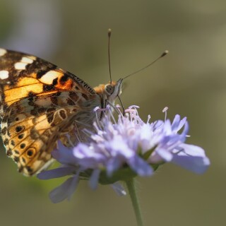 Butterfly_1621