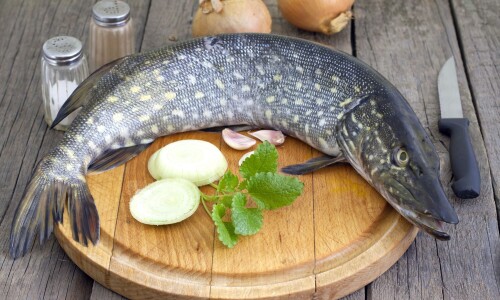 Fish_1_0586.jpg