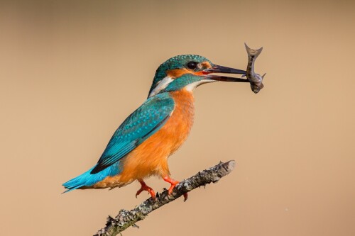 Fish_1_0830.jpg