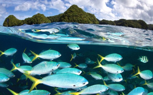 Fish_1_0837.jpg