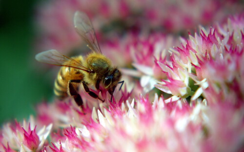 Insect_1_0509.jpg