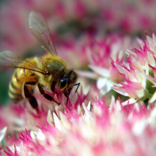 Insect_1_0509