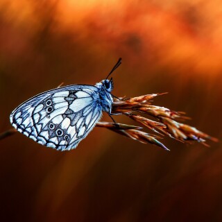 Insect_1_0567