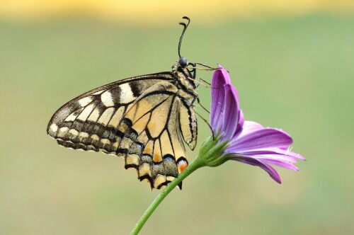 Insect_1_0694.jpg