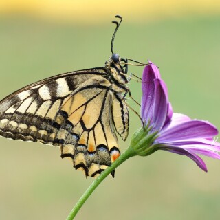 Insect_1_0694